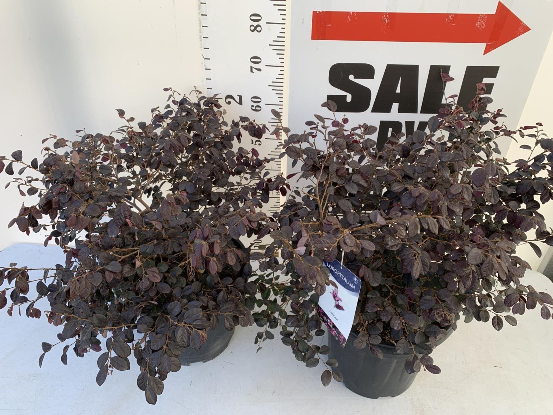 TWO LOROPETALUM CHINENSE- CHINESE FRINGE FLOWER 'BLACK PEARL' BUSHES APPROX 80CM IN HEIGHT PLUS - Image 2 of 4