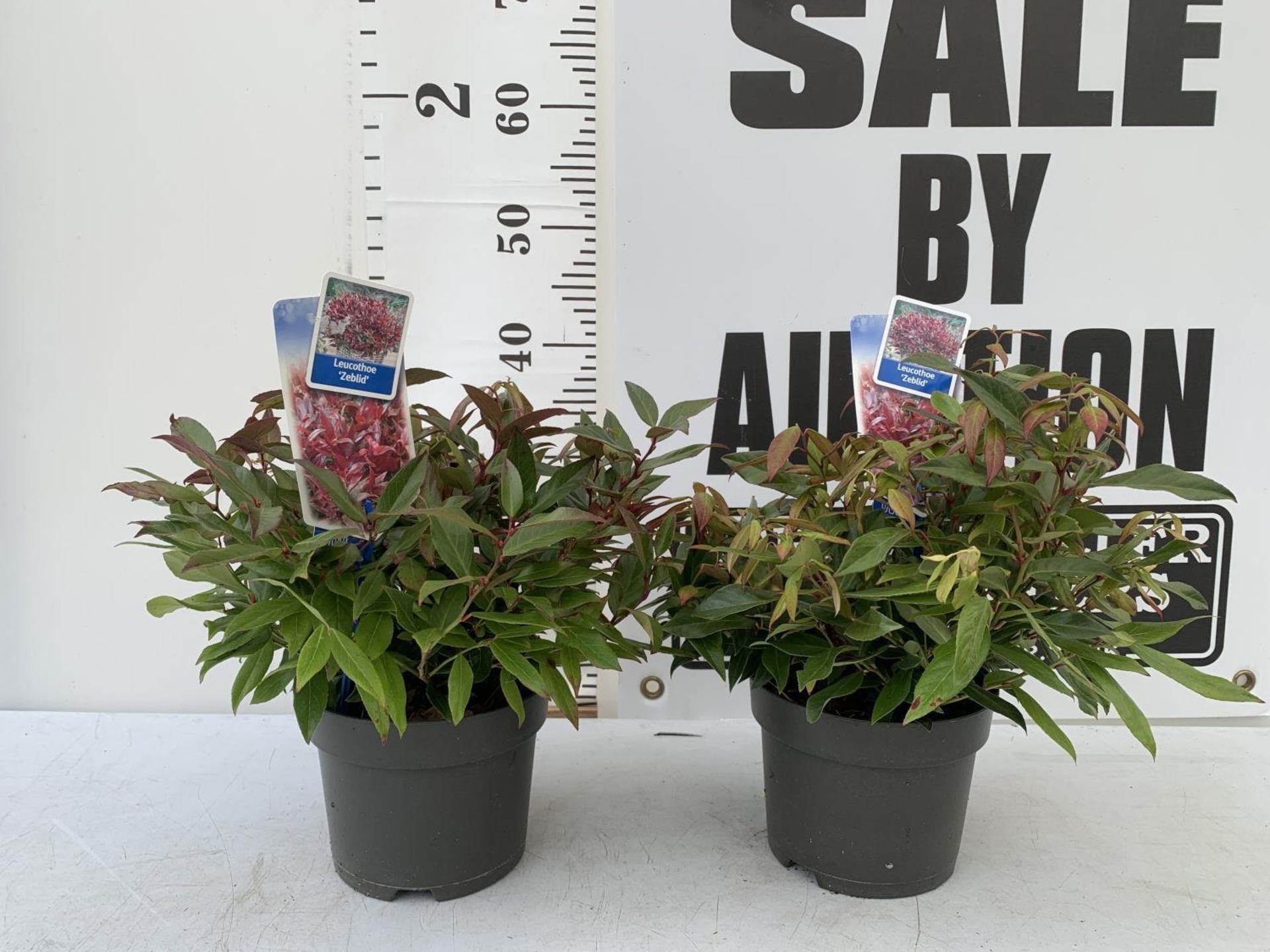 TWO LEUCOTHOE 'ZEBLID' APPROX 40CM IN HEIGHT IN 2LTR POTS PLUS VAT TO BE SOLD FOR THE TWO
