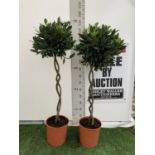 TWO DOUBLE SPIRAL LAURUS BAY TREES APPROX 150CM IN HEIGHT IN 7.5 LTR POTS PLUS VAT TO BE SOLD FOR