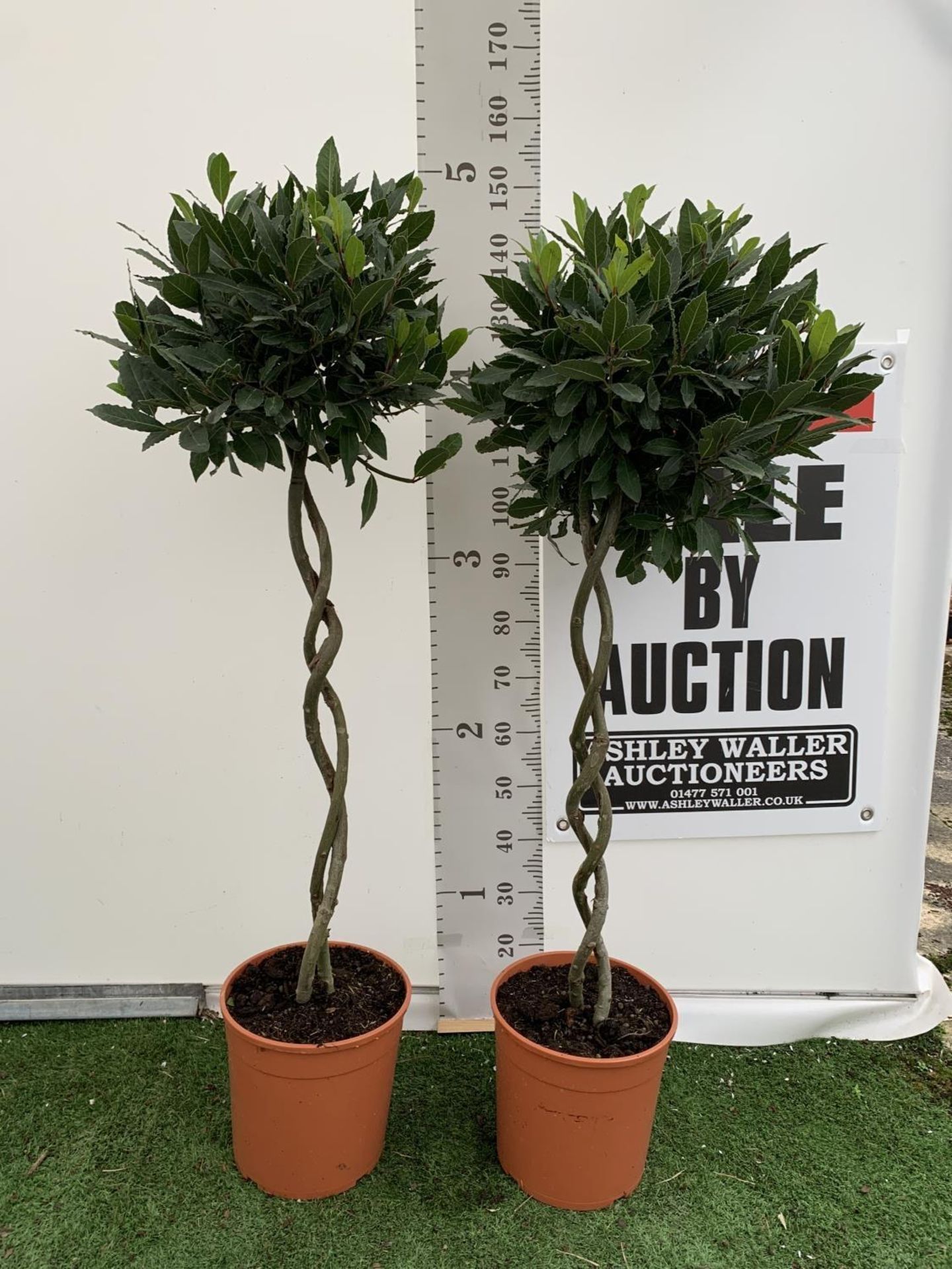 TWO DOUBLE SPIRAL LAURUS BAY TREES APPROX 150CM IN HEIGHT IN 7.5 LTR POTS PLUS VAT TO BE SOLD FOR