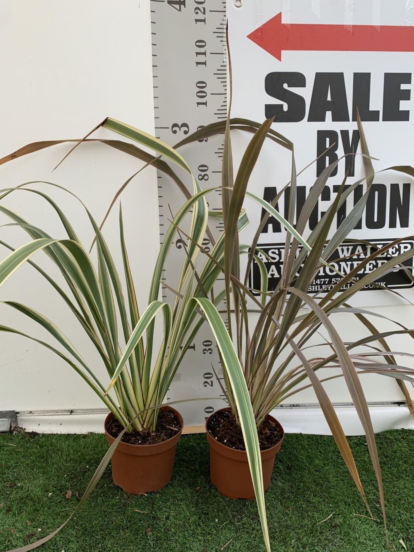 TWO PHORMIUM TENAX PLANTS 'TRICOLOUR' AND 'TENAX' APPROX ONE METRE IN HEIGHT IN 3LTR POTS PLUS VAT