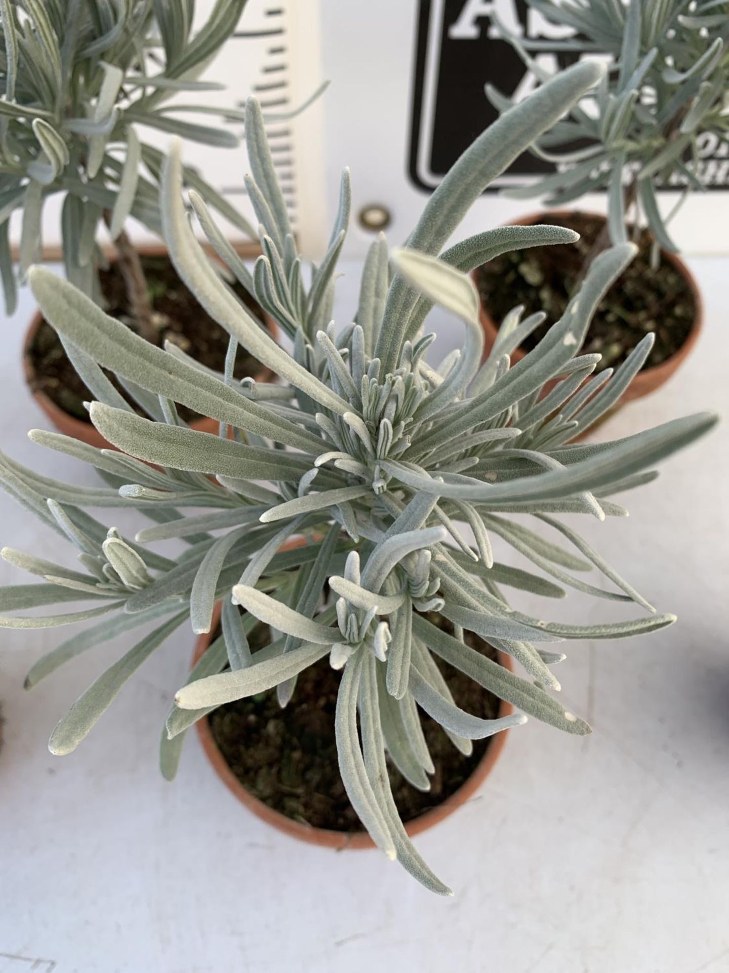 SIX MINIATURE LAVENDER STANDARD TREES IN TERRACOTTA POTS 35CM IN HEIGHT PLUS VAT TO BE SOLD FOR - Image 3 of 4