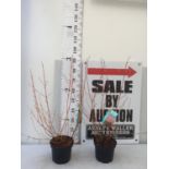 TWO CORNUS SANGUINEA 'MIDWINTER FIRE' PLANTS IN 3.5 LTR POTS, 90CM IN HEIGHT PLUS VAT TO BE SOLD FOR