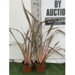 TWO PHORMIUM TENAX 'RAINBOW QUEEN' IN 3LTR POTS APPROX 1M IN HEIGHT PLUS VAT TO BE SOLD FOR THE TWO