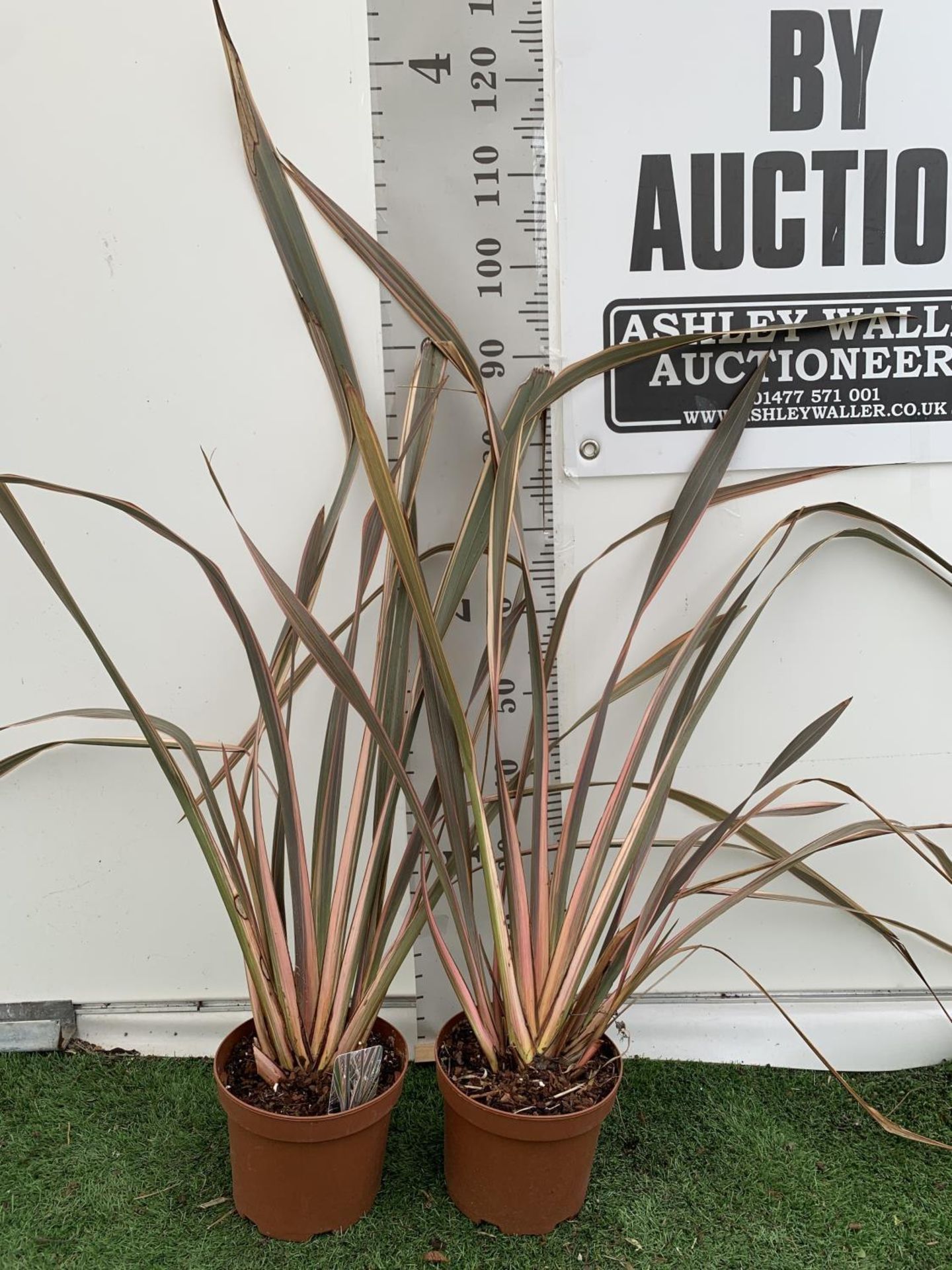 TWO PHORMIUM TENAX 'RAINBOW QUEEN' IN 3LTR POTS APPROX 1M IN HEIGHT PLUS VAT TO BE SOLD FOR THE TWO