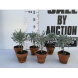 SIX MINIATURE LAVENDER STANDARD TREES IN TERRACOTTA POTS 35CM IN HEIGHT PLUS VAT TO BE SOLD FOR