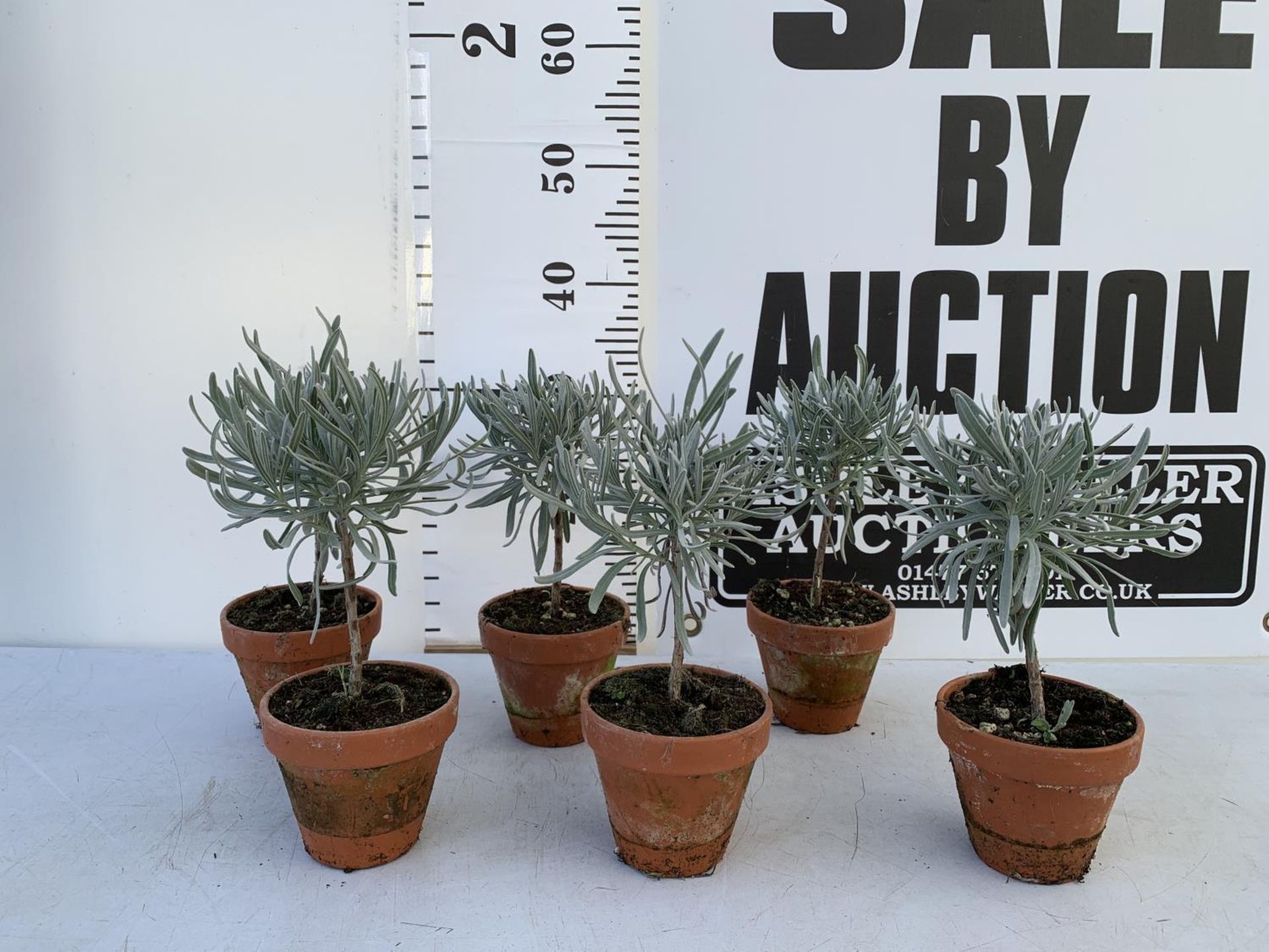SIX MINIATURE LAVENDER STANDARD TREES IN TERRACOTTA POTS 35CM IN HEIGHT PLUS VAT TO BE SOLD FOR