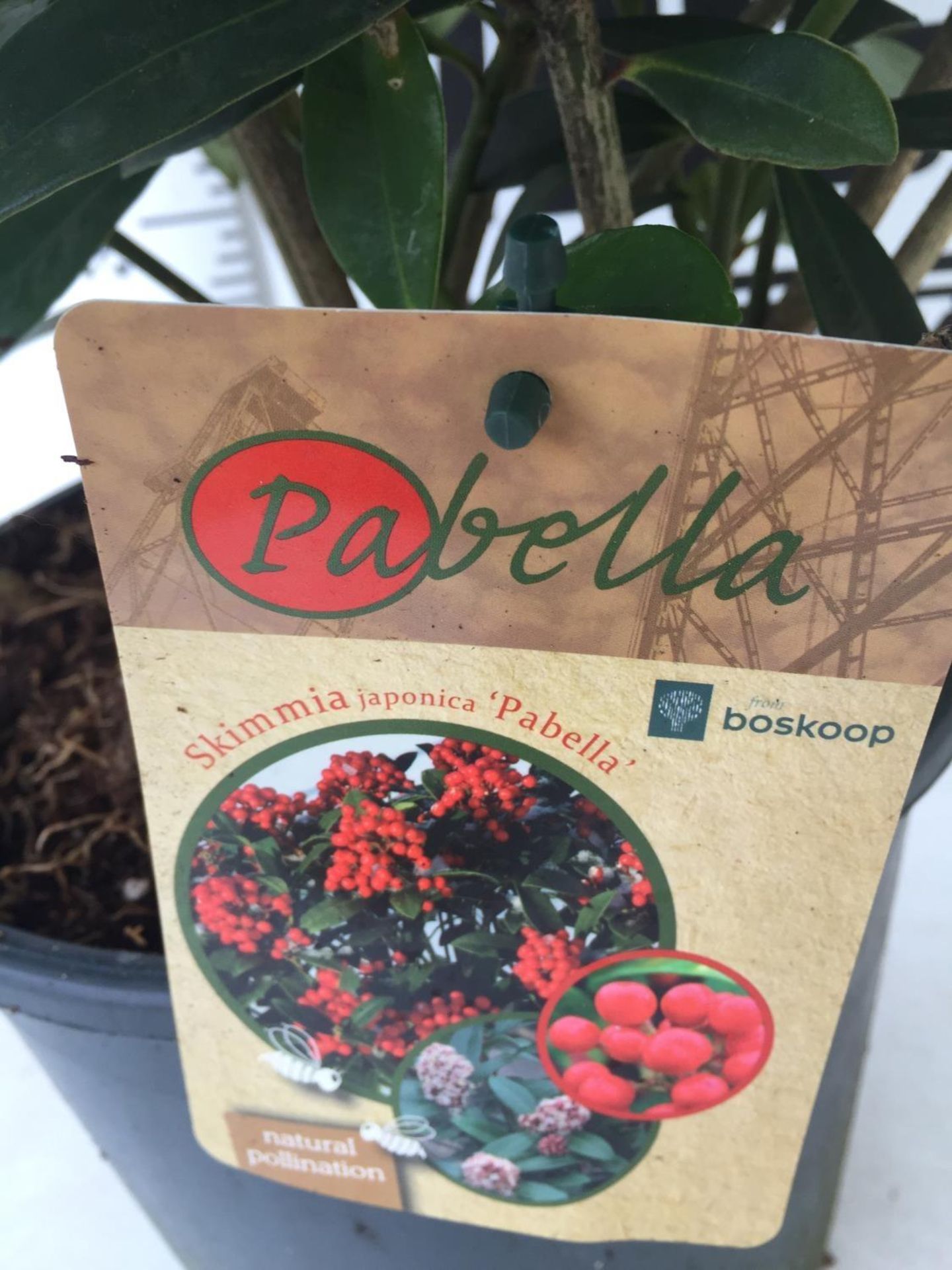 ONE LARGE SKIMMIA JAPONICA 'PABELLA' PLANT IN 5 LTR POT APPROX 75CM IN HEIGHT PLUS VAT - Image 9 of 11