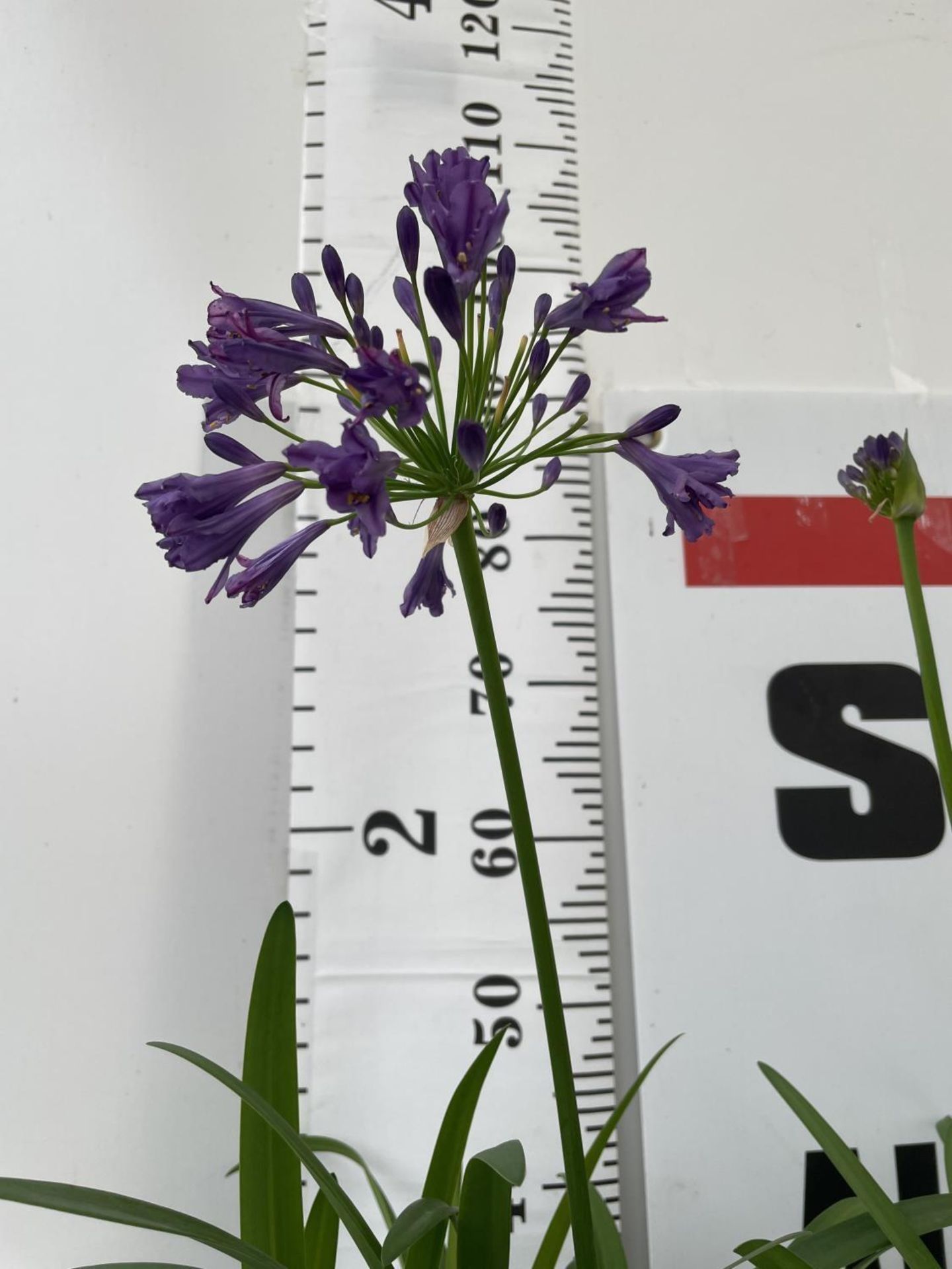 TWO LARGE AGAPANTHUS POPPIN PURPLE OVER 80CM TALL IN FIVE LTR POTS TO BE SOLD FOR THE TWO + VAT - Image 3 of 4