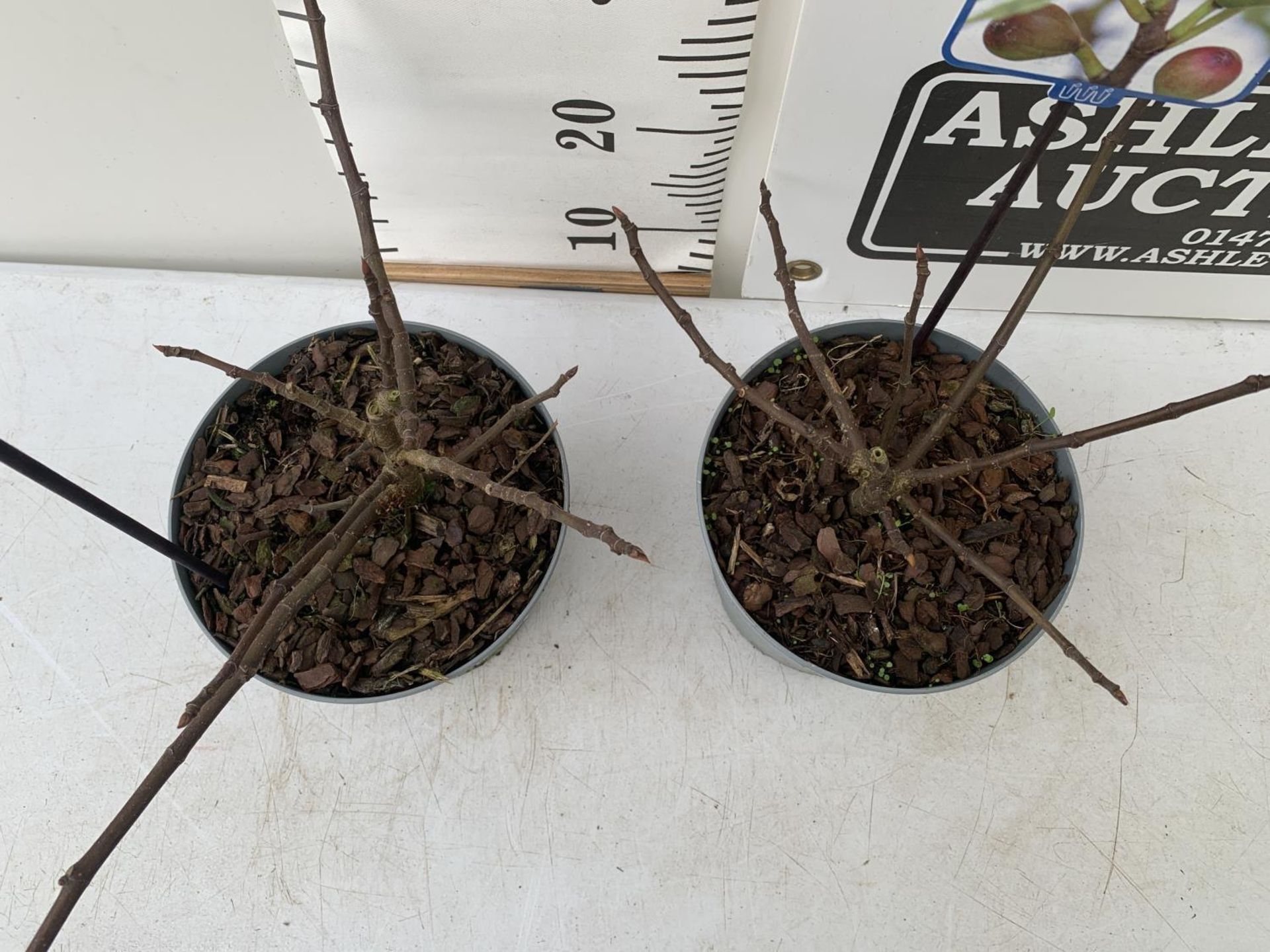TWO FIG FICUS CARICA 'LITTLE MISS FIGGY' APPROX 35CM IN HEIGHT IN 2 LTR POTS NO VAT TO BE SOLD FOR - Image 3 of 4