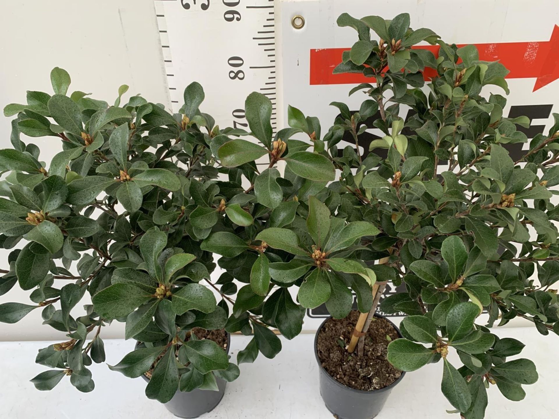 TWO RHAPHIOLEPIS UMBELLIATA 90CM IN HEIGHT IN 4 LTR POTS PLUS VAT TO BE SOLD FOR THE TWO - Image 3 of 5