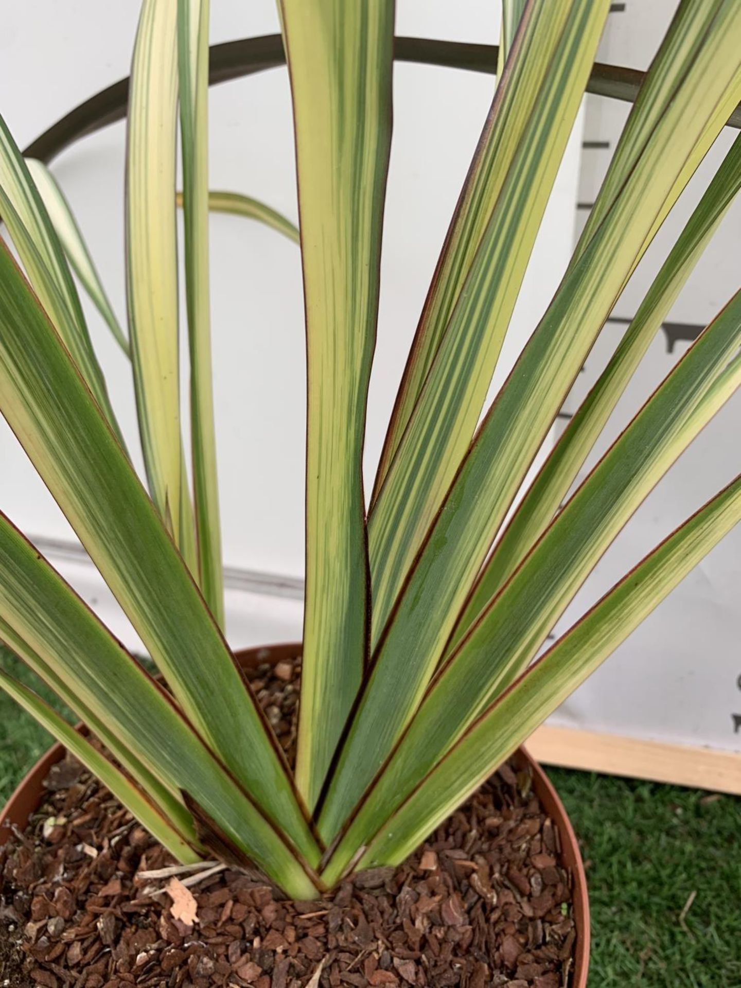 TWO PHORMIUM TENAX 'CREAM DELIGHT' AND 'PLATTS BLACK' IN 3LTR POTS APPROX 80CM IN HEIGHT PLUS VAT TO - Image 3 of 6