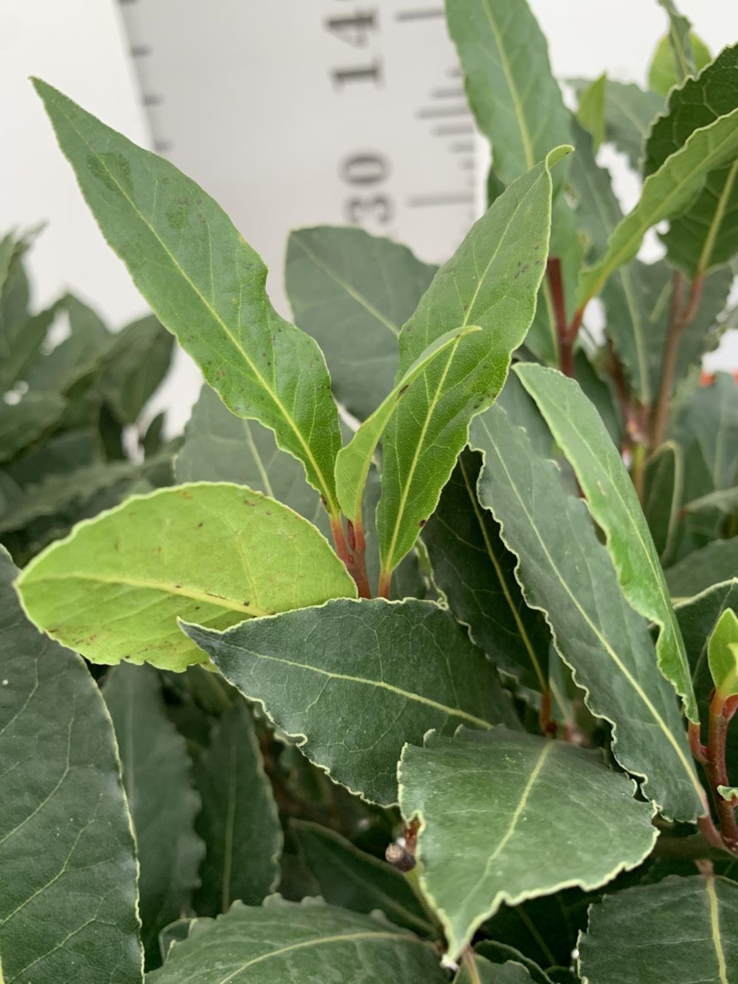 TWO DOUBLE SPIRAL LAURUS BAY TREES APPROX 150CM IN HEIGHT IN 7.5 LTR POTS PLUS VAT TO BE SOLD FOR - Image 11 of 16