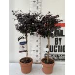TWO LOROPETALUM CHINENSE 'BLACK PEARL' STANDARD TREES IN 4 LTR POTS OVER 1M IN HEIGHT PLUS VAT TO BE
