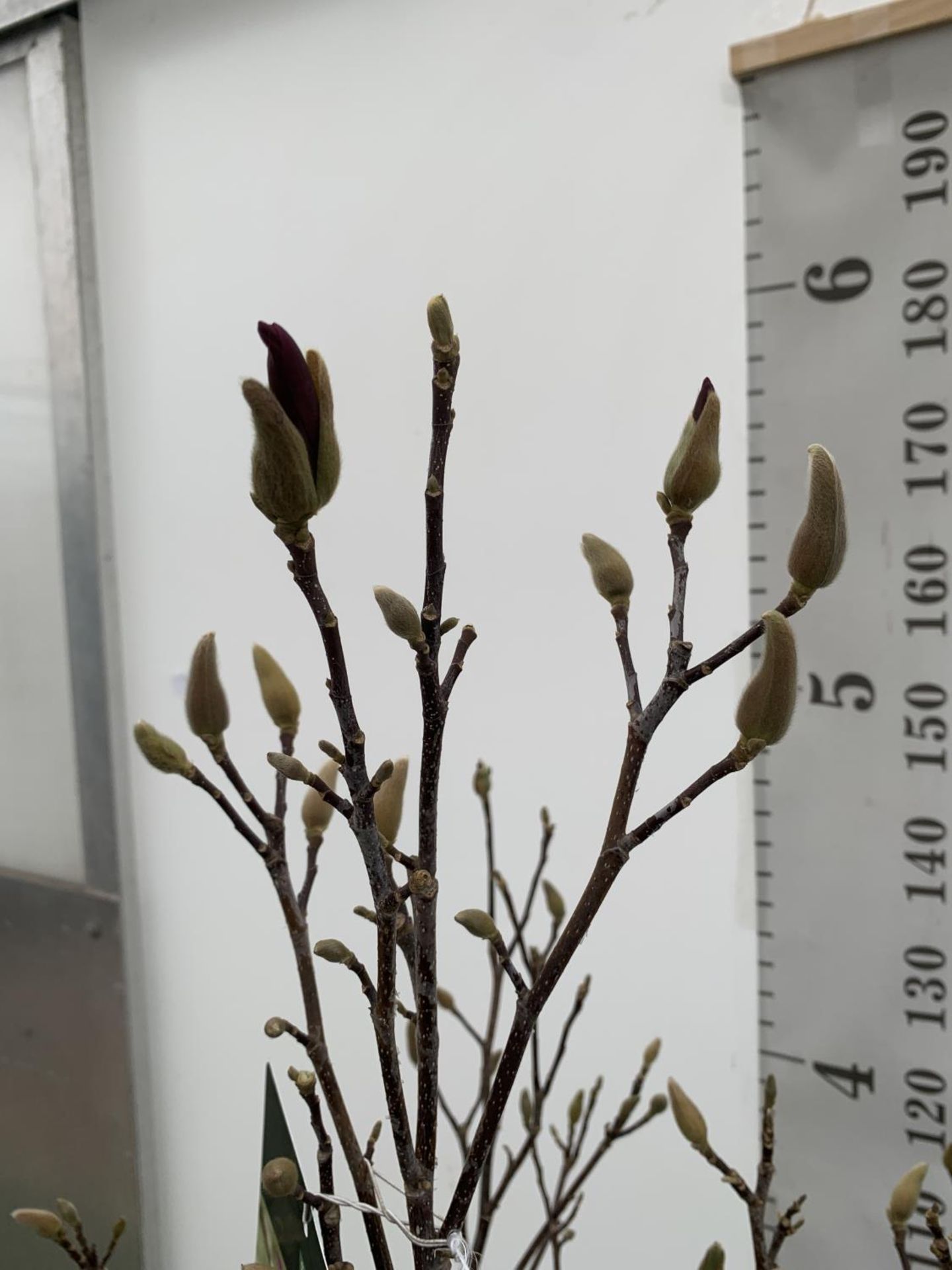 A LARGE MAGNOLIA PINK 'SUSAN' TREE OVER 2 METRES IN HEIGHT IN A 10 LTR POT PLUS VAT - Image 3 of 7