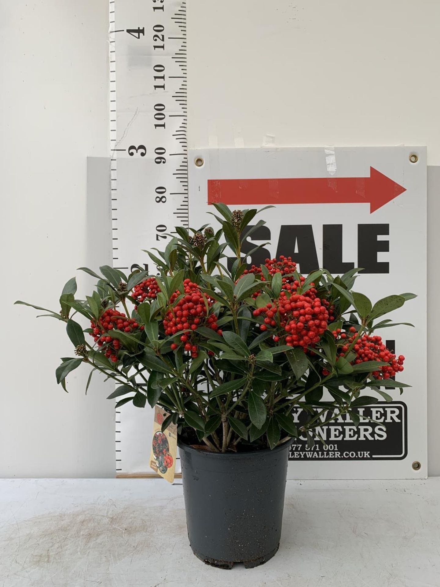 A LARGE SKIMMIA JAPONICA 'PABELLA' PLANT IN A 5 LTR POT APPROX 75CM IN HEIGHT PLUS VAT