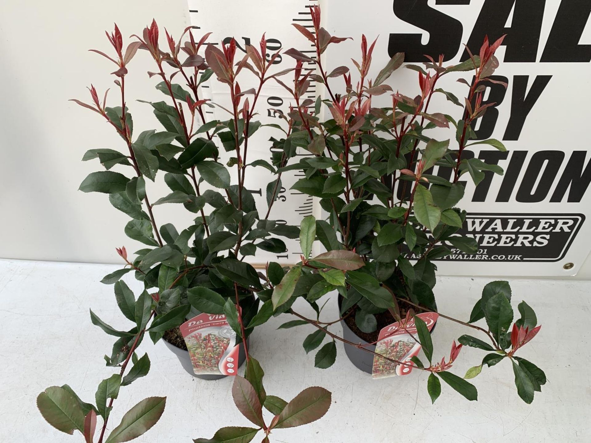 TWO PHOTINIA FRASERI 'CARRE ROUGE' PLANTS IN 3 LTR POTS APPROX 60CM IN HEIGHT PLUS VAT TO BE SOLD - Image 2 of 5