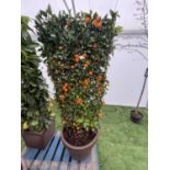 A LARGE CITRUS CALAMONDIN ORANGE TREE WITH FRUIT ON A TRELLIS FRAME 180CM TALL IN A 40 LITRE POT