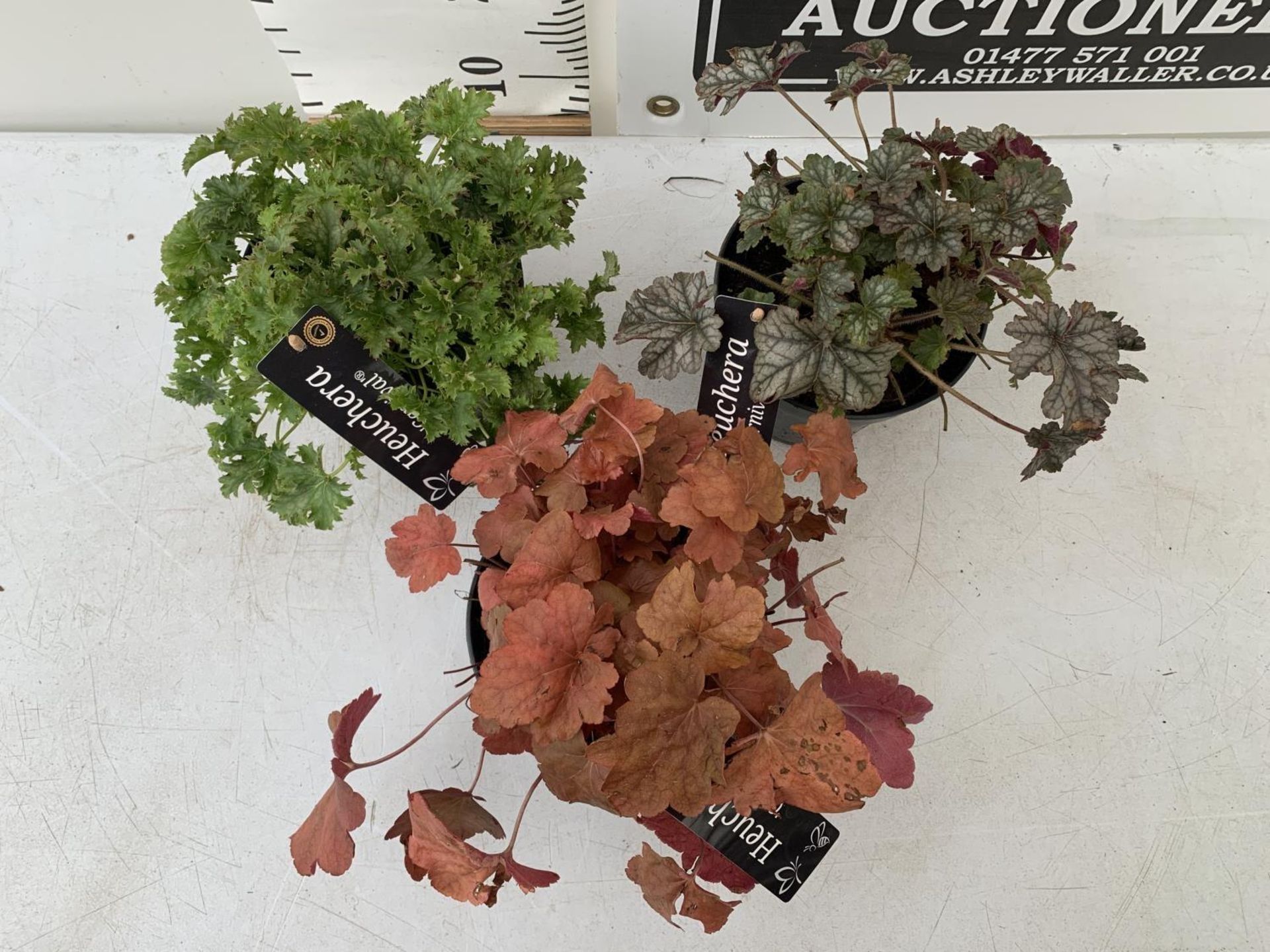 THREE VARIETIES OF HEUCHERA 'CARNIVAL' IN 2 LTR POTS PLUS VAT TO BE SOLD FOR THE THREE - Image 2 of 4