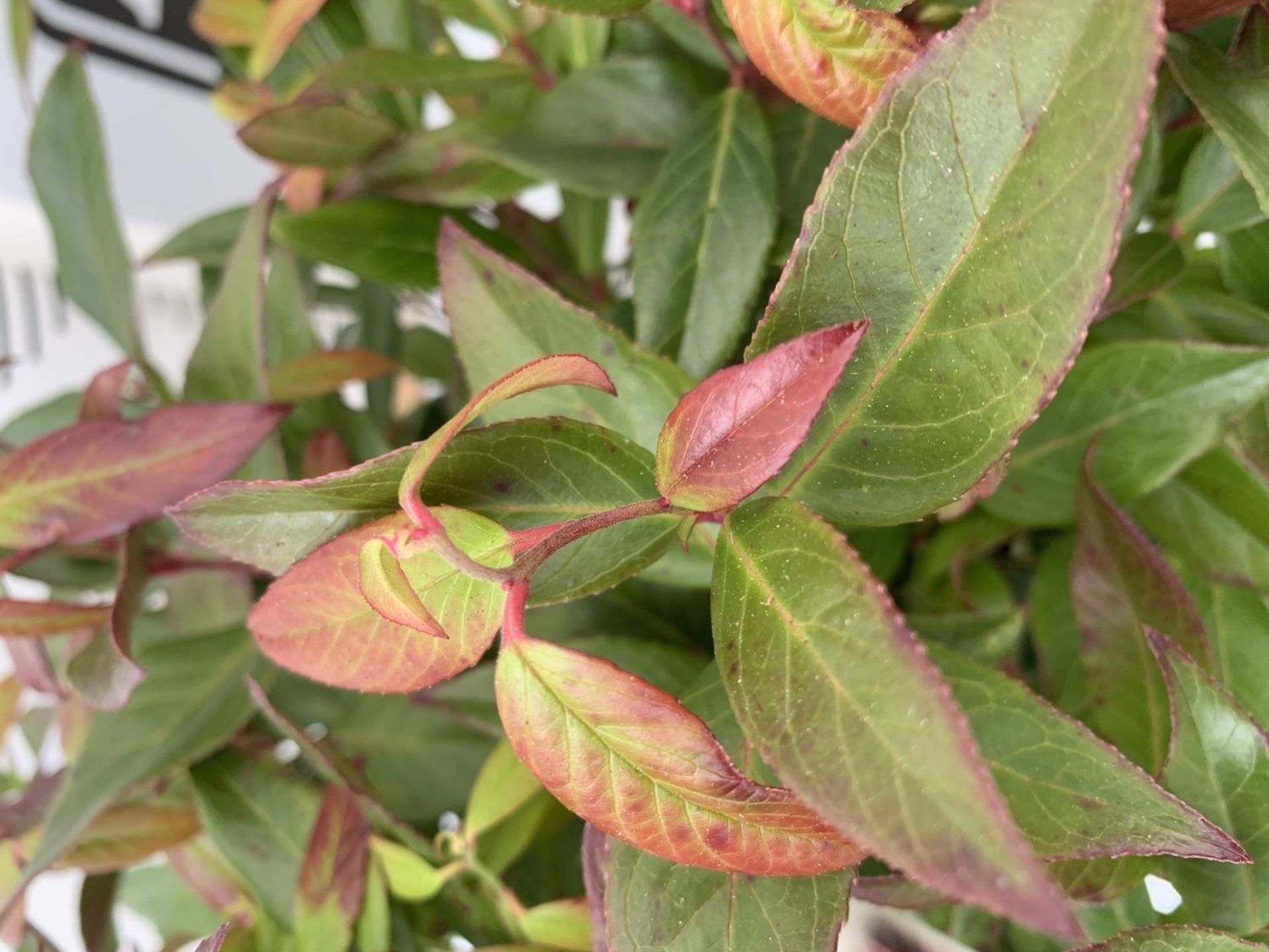 TWO LEUCOTHOE 'ZEBLID' APPROX 40CM IN HEIGHT IN 2LTR POTS PLUS VAT TO BE SOLD FOR THE TWO - Image 3 of 4