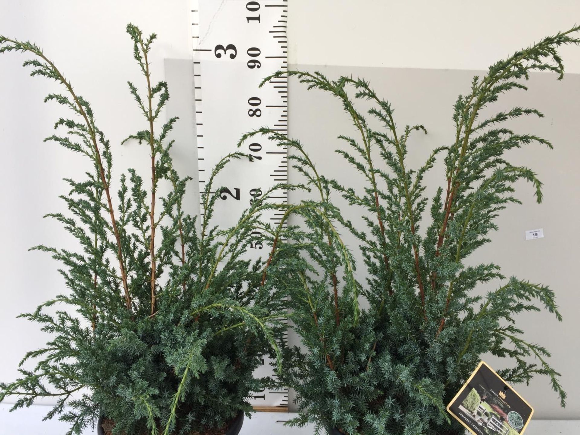 TWO JUNIPERUS CHINENSIS BLUE ALPS IN 7 LTR POTS 110CM IN HEIGHT PLUS VAT TO BE SOLD FOR THE TWO - Image 3 of 8