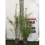 TWO FARGESIA VIKING (BAMBOO) OVER 180CM IN HEIGHT IN 5LTR POTS +VAT TO BE SOLD FOR THE TWO