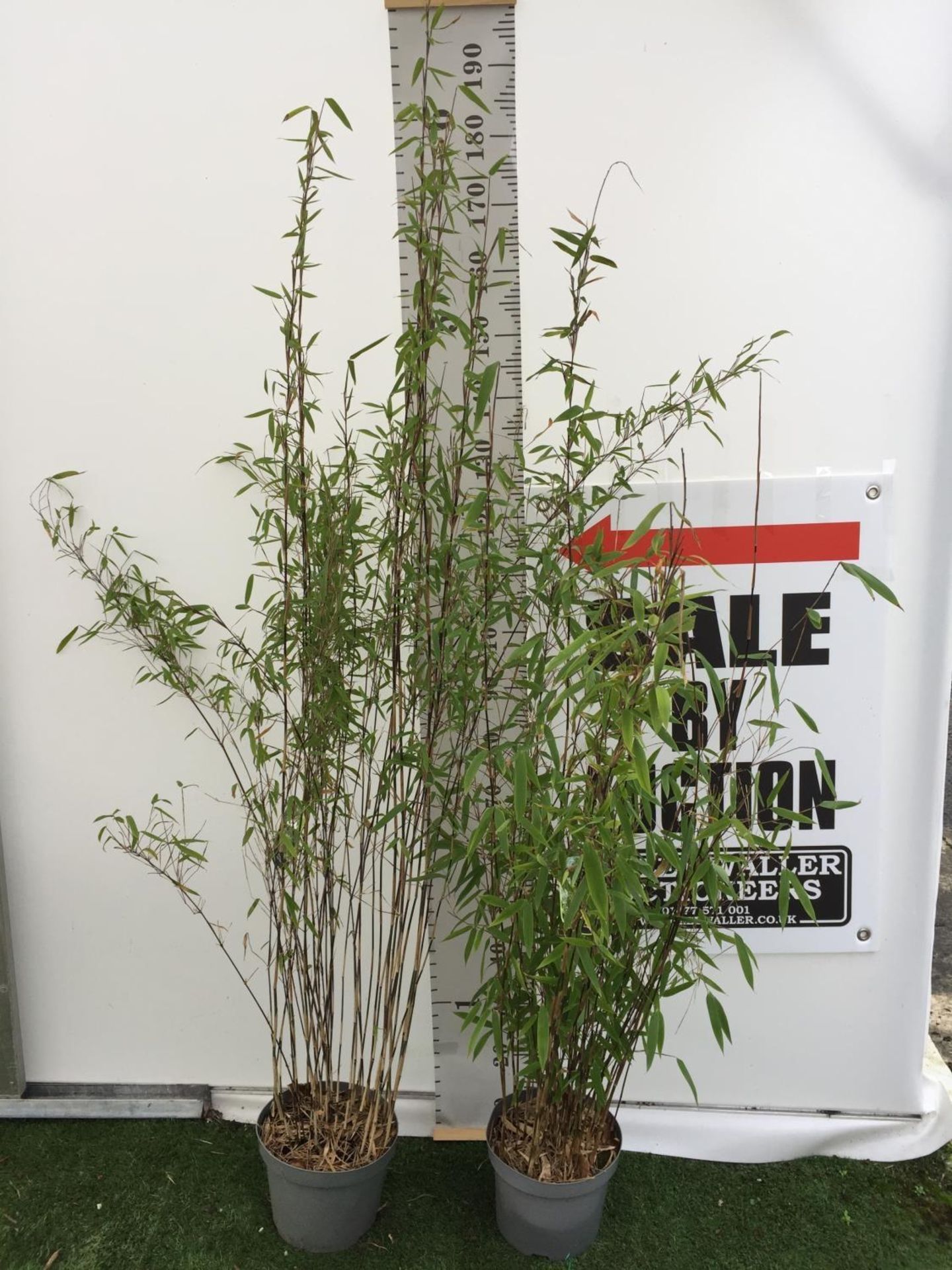 TWO FARGESIA VIKING (BAMBOO) OVER 180CM IN HEIGHT IN 5LTR POTS +VAT TO BE SOLD FOR THE TWO