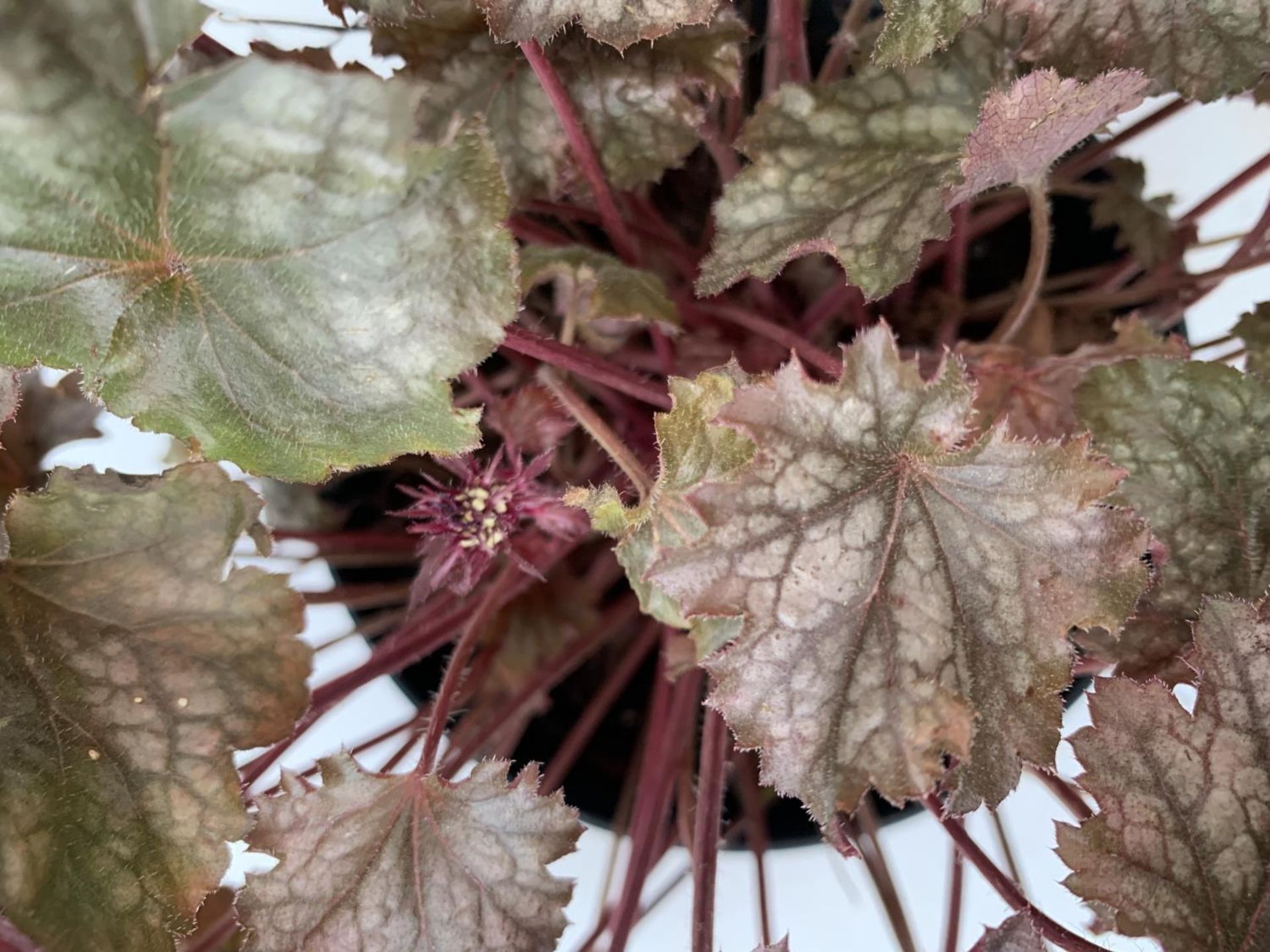TWO HEUCHERA 'BOYSENBERRY' IN 3 LTR POTS APPROX 30CM TALL PLUS VAT TO BE SOLD FOR THE TWO - Image 3 of 4