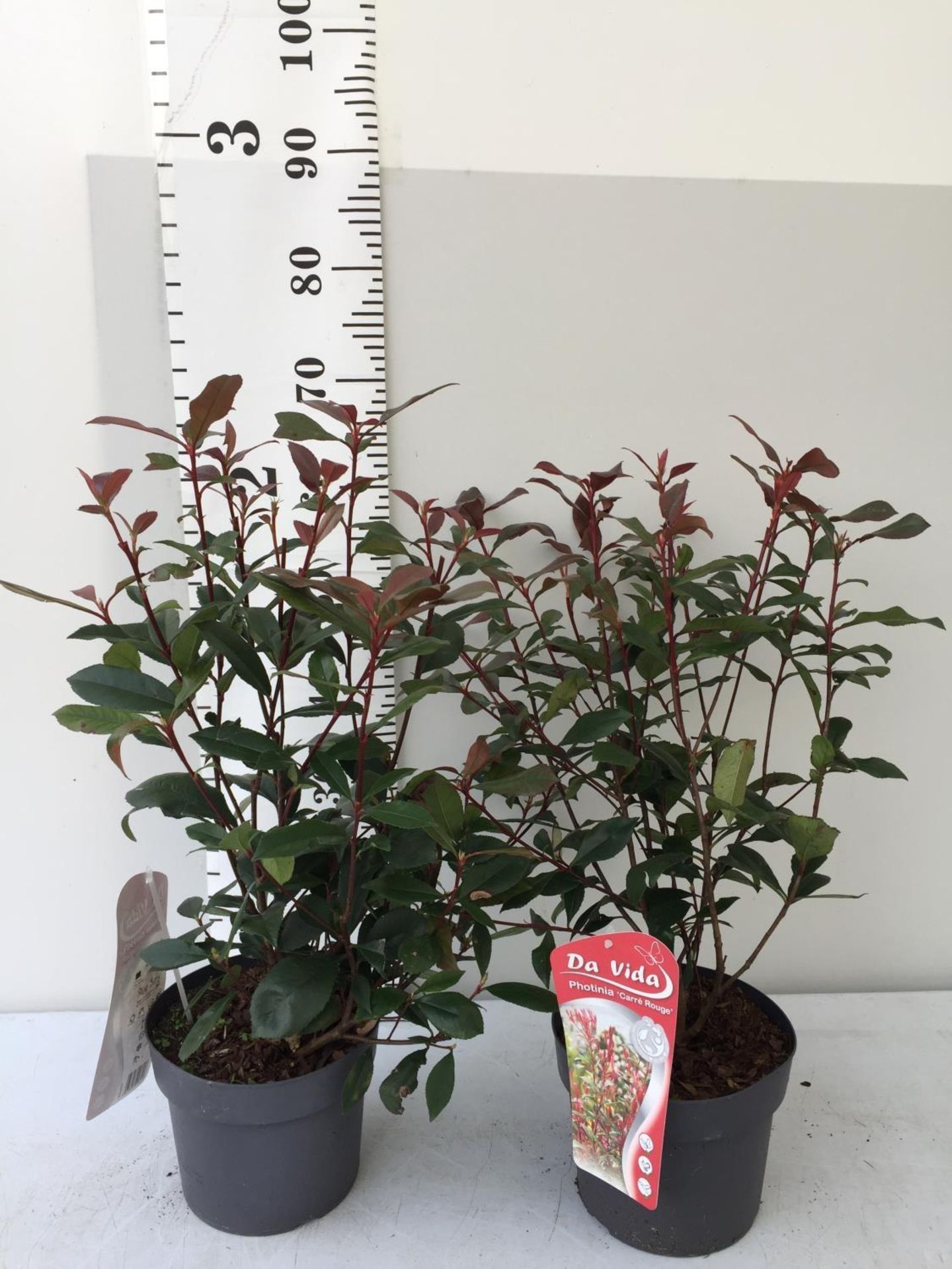TWO PHOTINIA FRASERI 'CARRE ROUGE' PLANTS IN 3 LTR POTS APPROX 60CM IN HEIGHT PLUS VAT TO BE SOLD