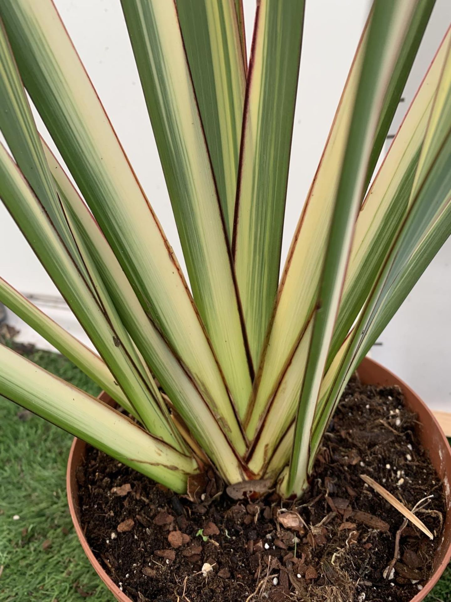 TWO PHORMIUM TENAX PLANTS 'TRICOLOUR' AND 'TENAX' APPROX ONE METRE IN HEIGHT IN 3LTR POTS PLUS VAT - Image 10 of 12