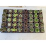 TRAY OF 40 MIXED VARIETIES OF SUCCULENTS PLUS VAT TO BE SOLD FOR THE FORTY