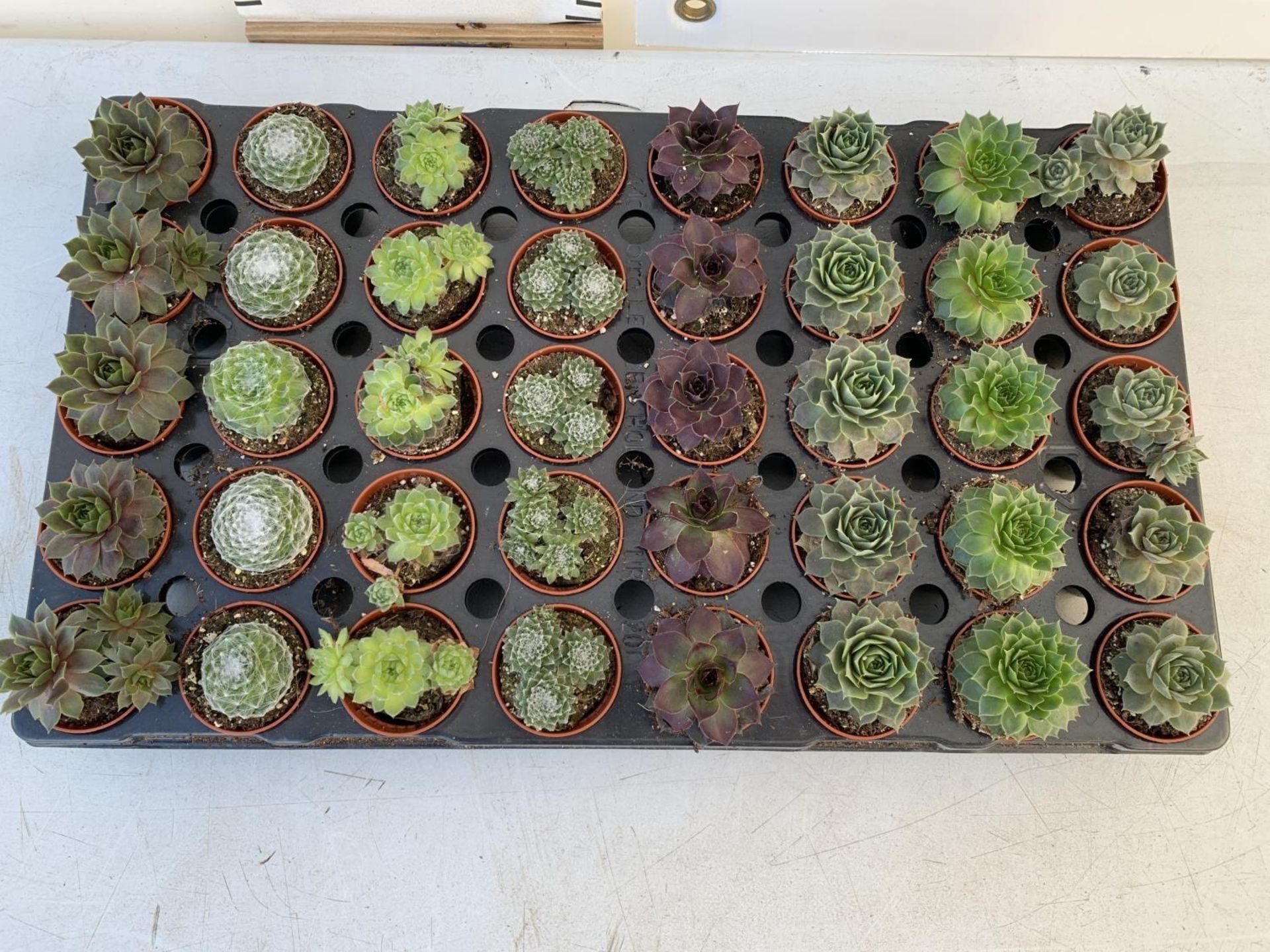 TRAY OF 40 MIXED VARIETIES OF SUCCULENTS PLUS VAT TO BE SOLD FOR THE FORTY