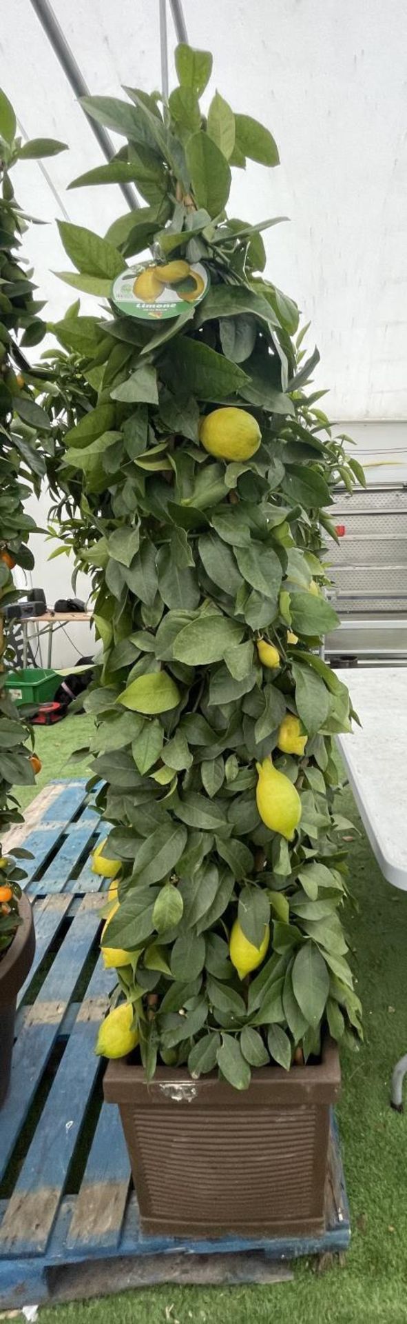 A CITRUS LEMON PYRAMID OVER 180CM TALL WITH FRUIT IN A 38CM SQUARE POT NO VAT