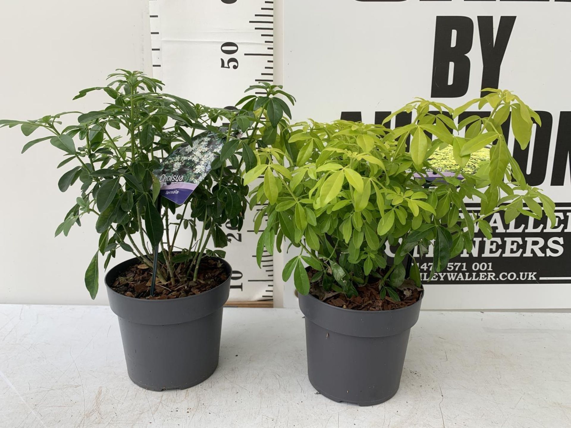 TWO VARIETIES OF CHOISYA TERNATA PLANTS 'BRICA' APPROX 45CM IN HEIGHT IN 2 LTR POTS PLUS VAT TO BE