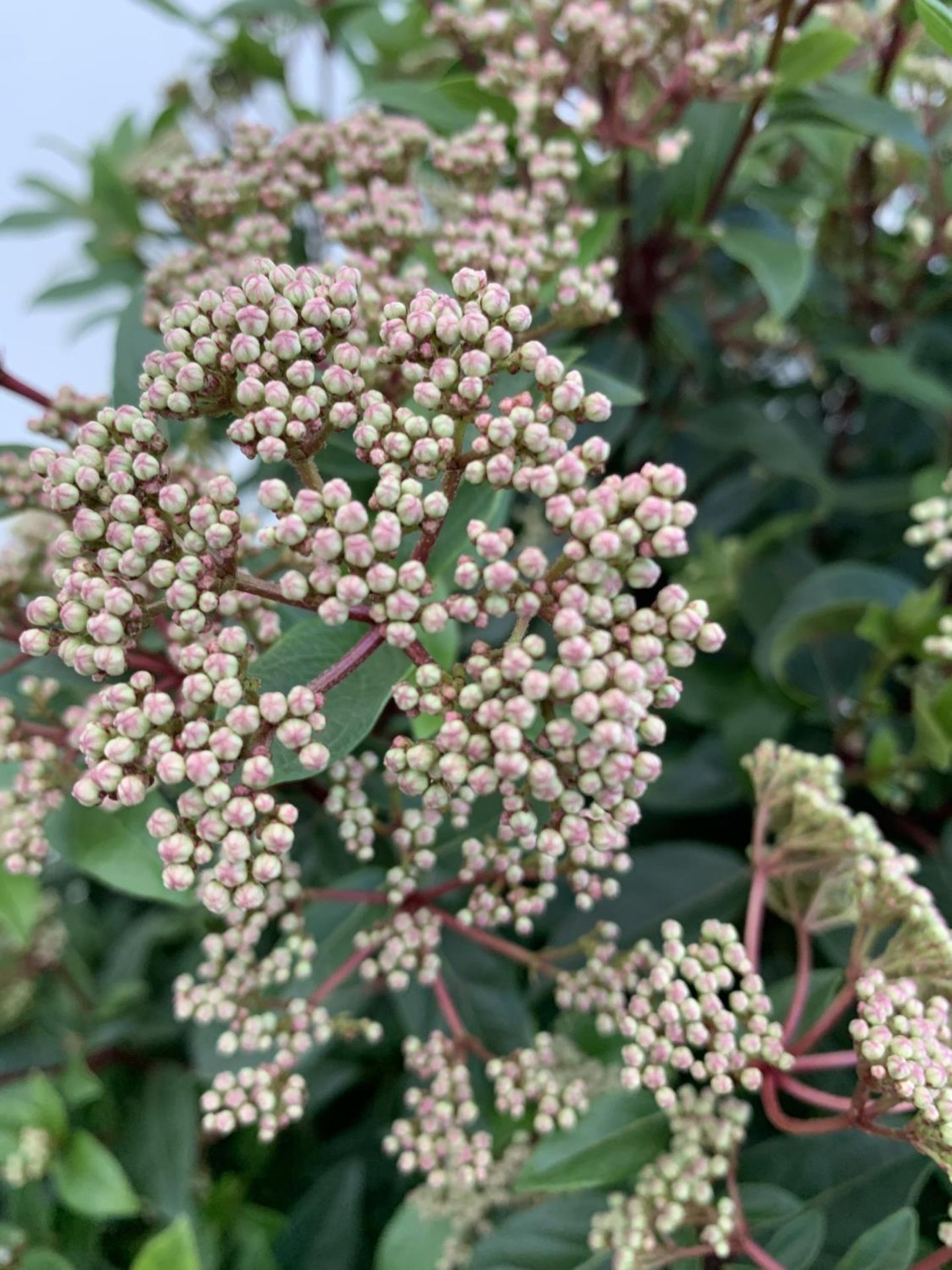 ONE LARGE VIBURNUM TINUS OVER 130CM IN HEIGHT IN A 20 LTR POT PLUS VAT - Image 6 of 6