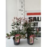 TWO PHOTINIA FRASERI 'CARRE ROUGE' PLANTS IN 3 LTR POTS APPROX 60CM IN HEIGHT PLUS VAT TO BE SOLD