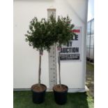 TWO CALLISTEMON STANDARD TREES IN 'HOT PINK' OVER 180CM IN HEIGHT IN 15 LTR POTS PLUS VAT TO BE SOLD