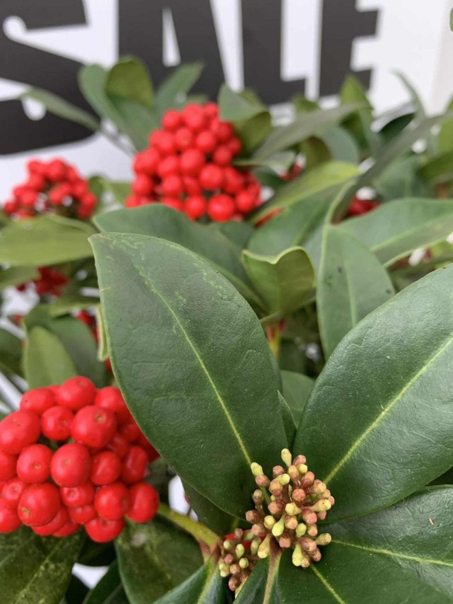 ONE LARGE SKIMMIA JAPONICA 'PABELLA' PLANT IN 5 LTR POT APPROX 75CM IN HEIGHT PLUS VAT - Image 6 of 11