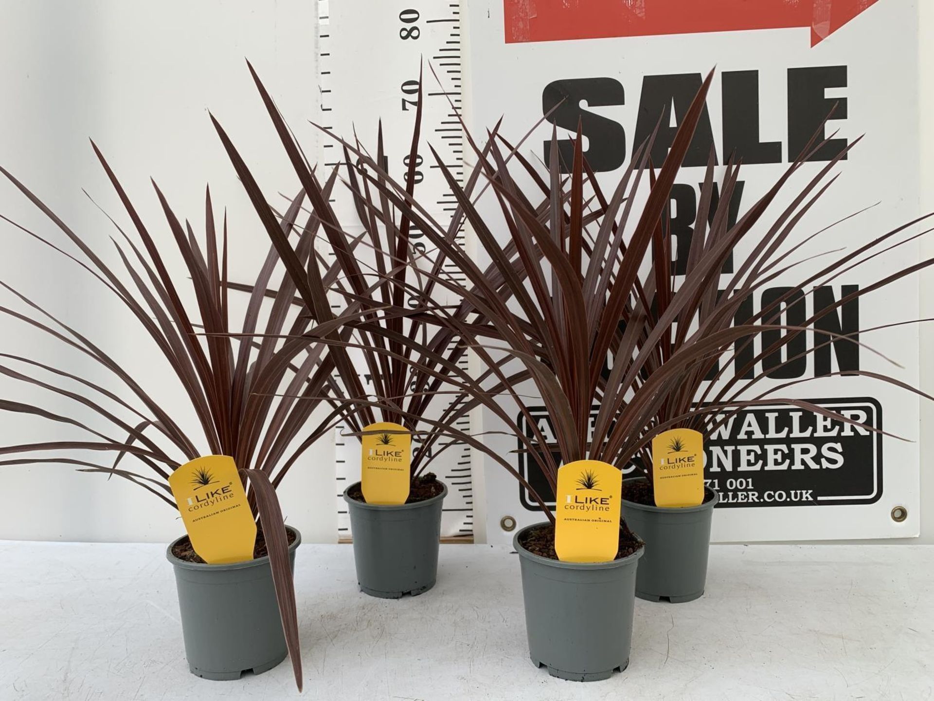 FOUR CORDYLINE AUSTRALIS 'RED STAR' IN 1 LITRE POTS APPROX 70CM IN HEIGHT TO BE SOLD FOR THE FOUR