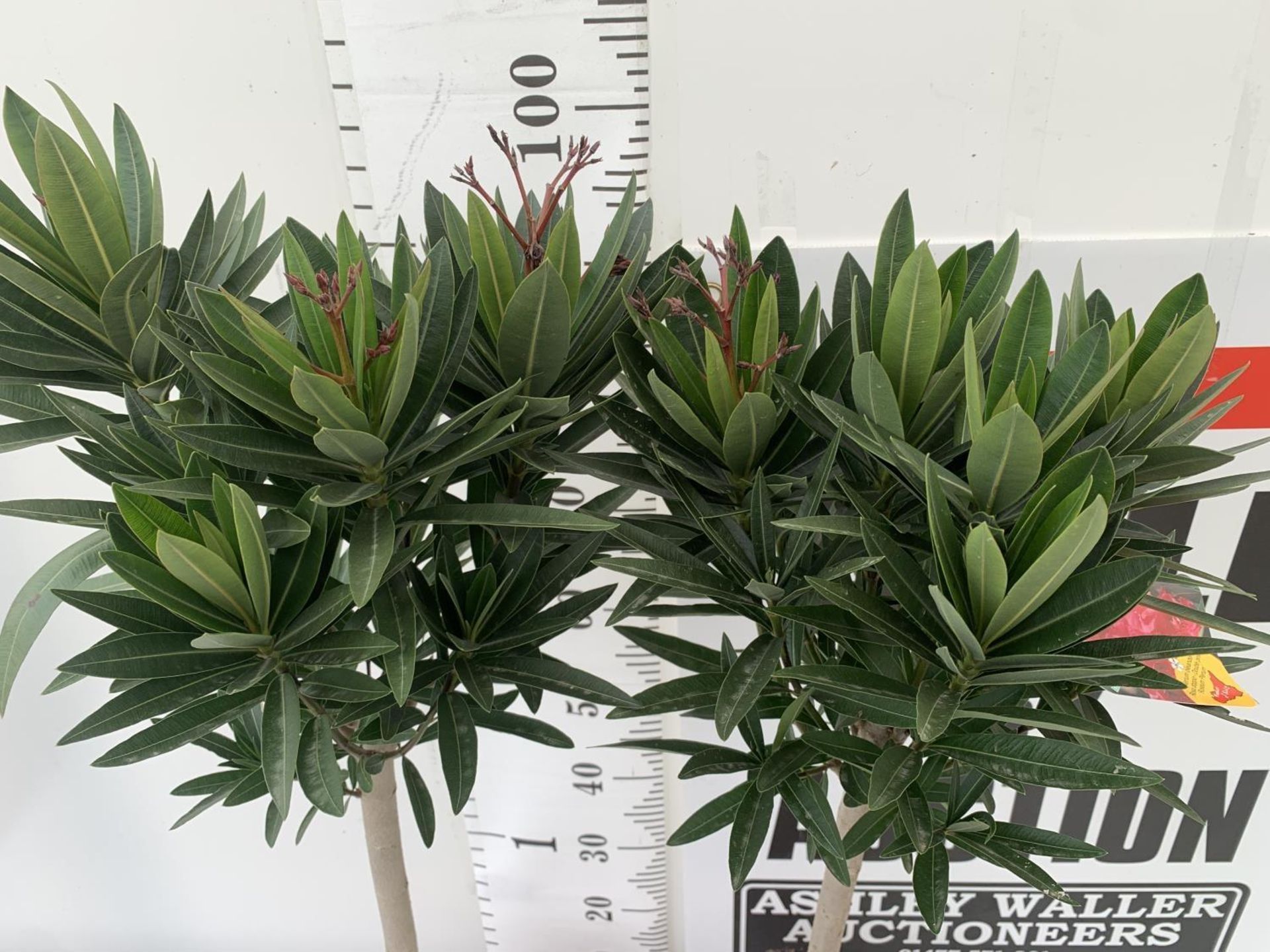 TWO NERIUM OLEANDER STANDARD TREES 'DOUBLE PINK' APPROX 110CM IN HEIGHT IN 4 LTR POTS PLUS VAT TO BE - Image 2 of 4