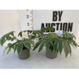 TWO FATSIA JAPONICA 'SPIDERS WEBB' IN 2 LTR POTS APPROX 35CM IN HEIGHT PLUS VAT TO BE SOLD FOR THE
