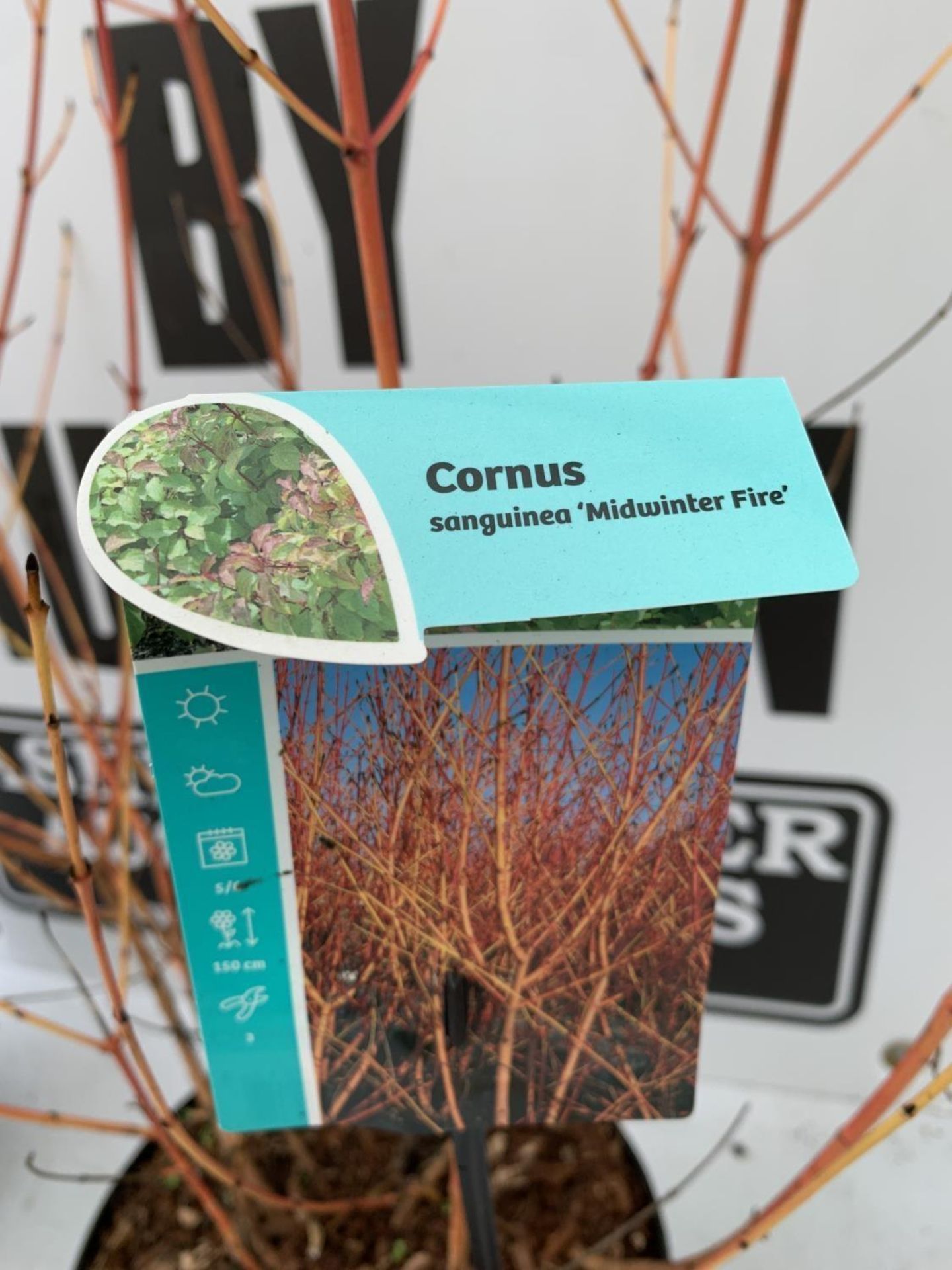 TWO CORNUS 'MIDWINTER FIRE' PLANTS IN 3.5 LTR POTS APPROX 90CM IN HEIGHT PLUS VAT TO BE SOLD FOR THE - Image 7 of 8