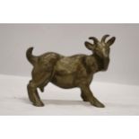 A VERY HEAVY SOLID BRASS GOAT, HEIGHT 16CM, LENGTH 18CM
