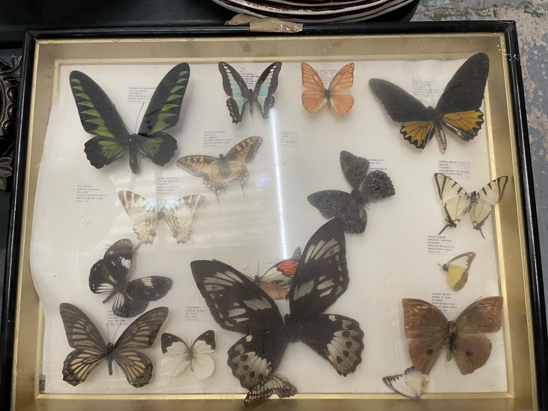 THREE FRAMED MONTAGES CONTAINING BUTTERFLIES - Image 4 of 4