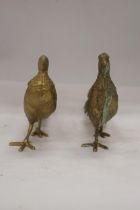 A PAIR OF COCK AND HEN PHEASANTS, HEIGHT 12CM, LENGTH 28CM