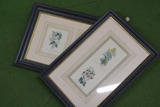 TWO FRAMED VINTAGE BOTANICAL PRINTS