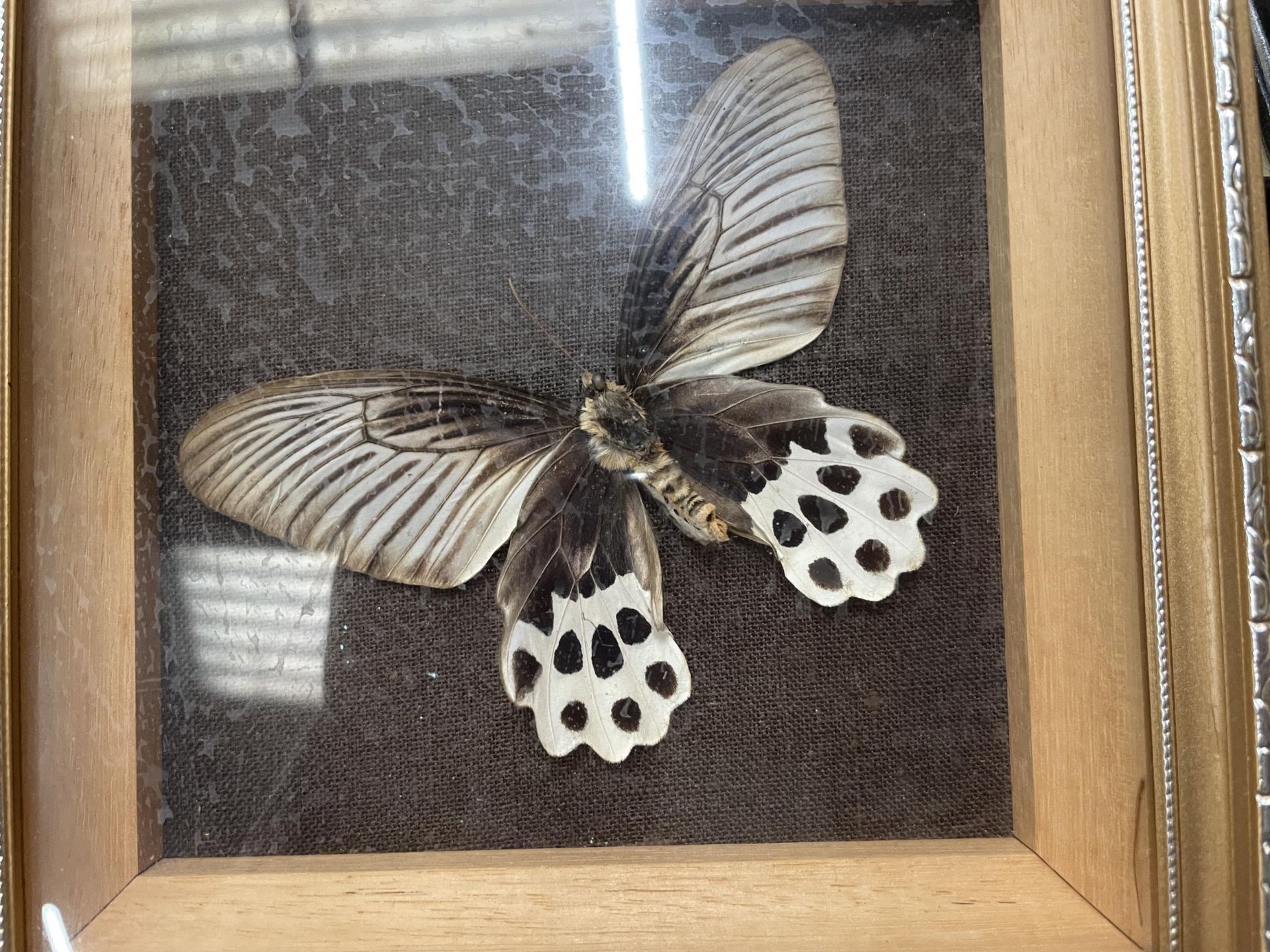 THREE FRAMED MONTAGES CONTAINING BUTTERFLIES - Image 2 of 4