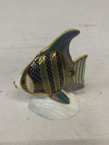 A ROYAL CROWN DERBY ANGEL FISH