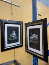 TWO FRAMED AND GLAZED PASTELS OF SCOTTISH BLACK FACE EWES ONE WITH A SINGLE LAMB AT FOOT AND ONE