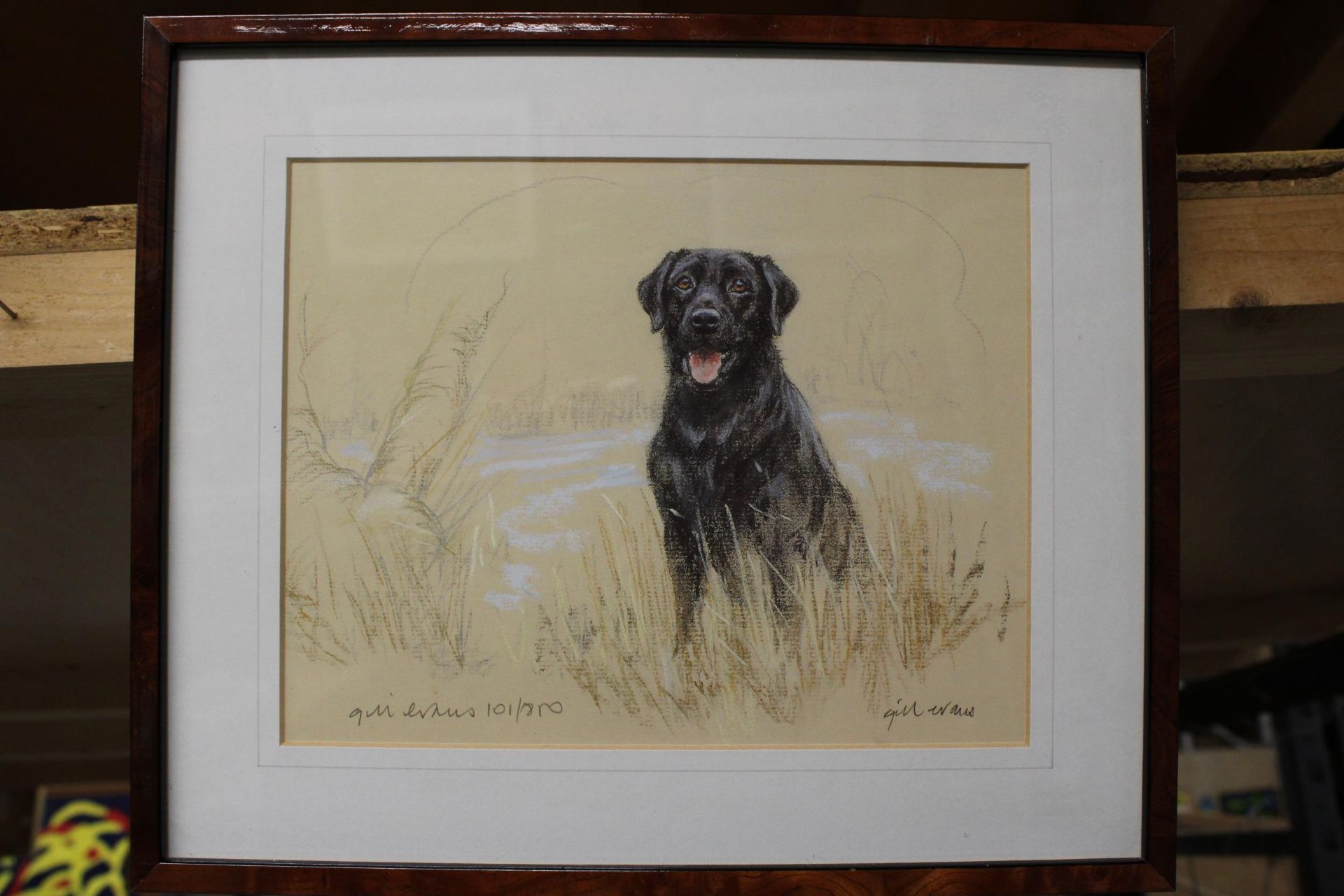 TWO FRAMED STUDIES OF A BLACK LABRADOR TO INCLUDE A WATER COLOUR AND A PASTEL - Image 2 of 3